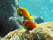Clownfish in an anemone