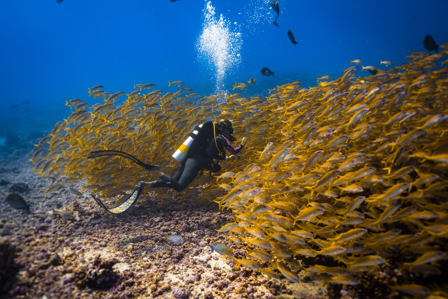 Divers over the reef