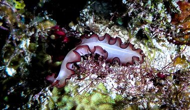 Maldivian reef life