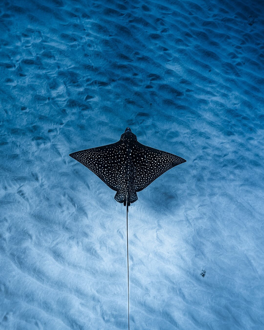 Ray in blue water